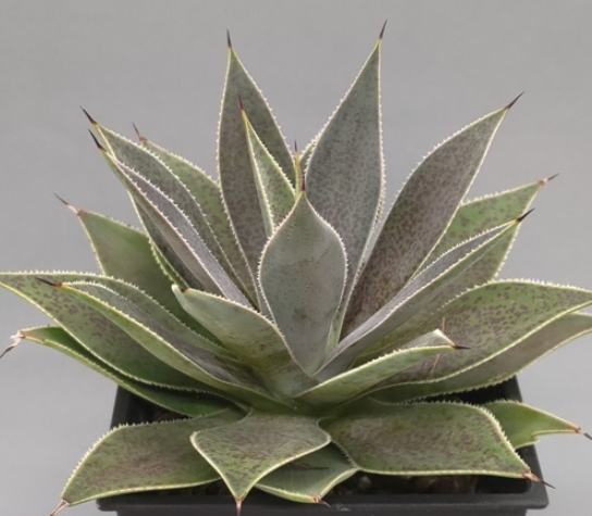 Mangave 'Lavender Lady' 10 Pieces Seeds