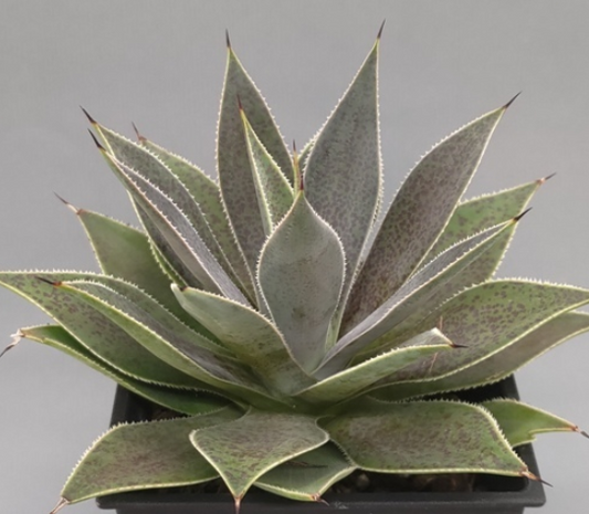 Mangave 'Lavender Lady' 10 Pieces Seeds