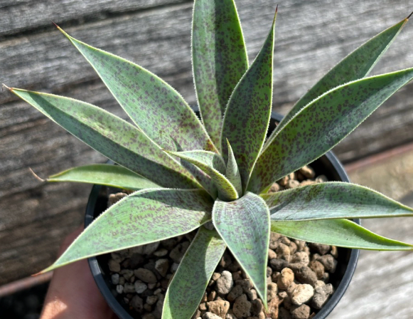 Mangave 'Lavender Lady' 10 Pieces Seeds