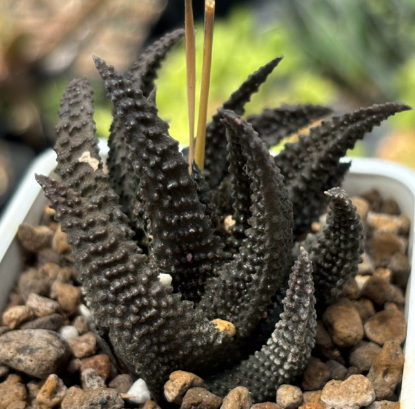 Haworthia scabra 10 Pieces Seeds