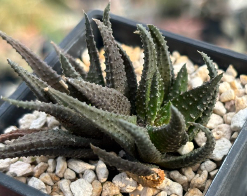 Haworthia scabra 10 Pieces Seeds
