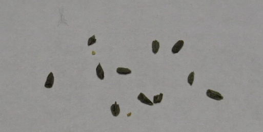 Haworthia fasciata 10 Pieces Seeds