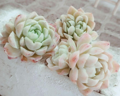 Echeveria elegans ' alba ' 10 Pieces Seeds