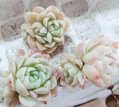 Echeveria elegans ' alba ' 10 Pieces Seeds