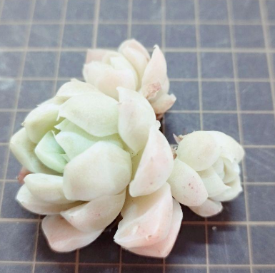 Echeveria elegans ' alba ' 10 Pieces Seeds