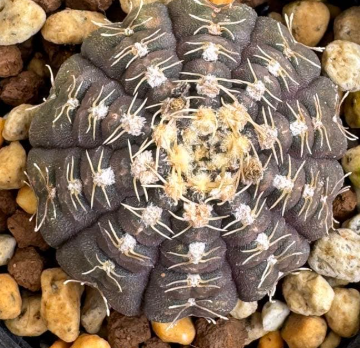 Gymnocalycium ragonesei 10 Pieces Seeds