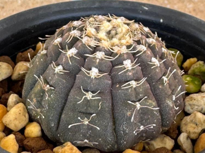 Gymnocalycium ragonesei 10 Pieces Seeds