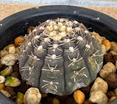 Gymnocalycium ragonesei 10 Pieces Seeds