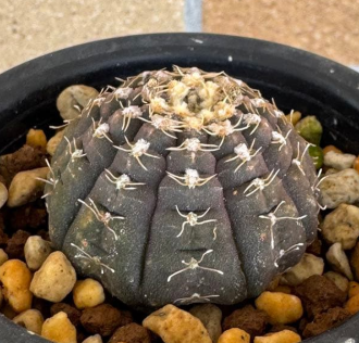 Gymnocalycium ragonesei 10 Pieces Seeds