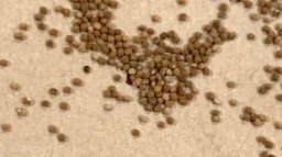 Gymnocalycium ragonesei 10 Pieces Seeds