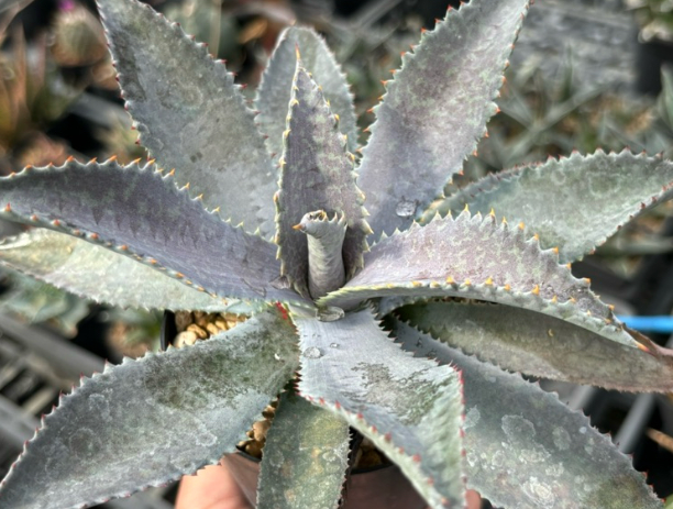 Mangave 'Silver Fox' 10 Pieces Seeds