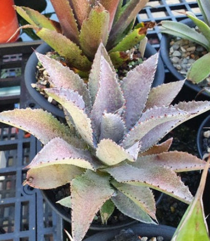 Mangave 'Silver Fox' 10 Pieces Seeds