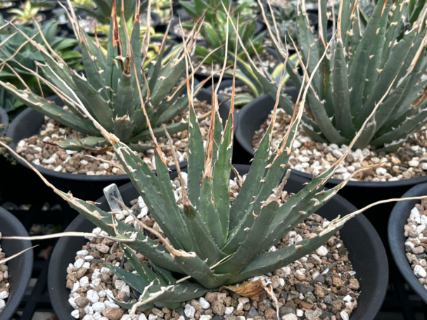 Agave utahensis var. eborispina 10 Pieces Seeds