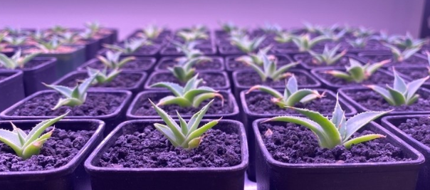 Agave utahensis var. eborispina 10 Pieces Seeds