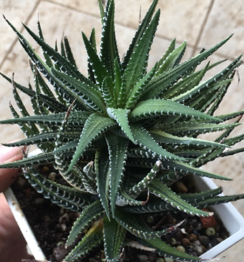 Haworthia fasciata 10 Pieces Seeds