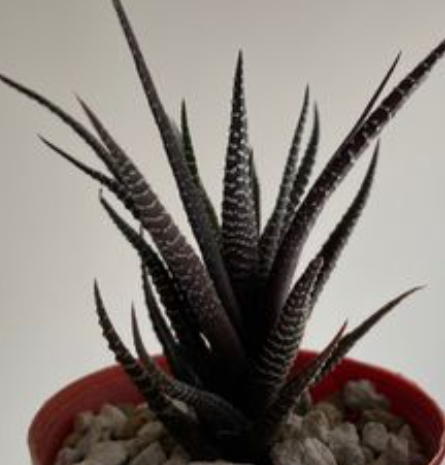 Haworthia fasciata 10 Pieces Seeds