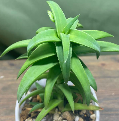 Aloloba Tyson 15 Pieces Seeds