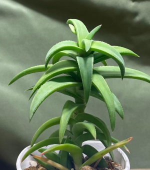 Aloloba Tyson 15 Pieces Seeds