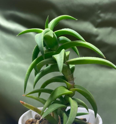 Aloloba Tyson 15 Pieces Seeds