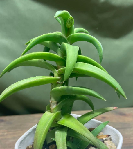 Aloloba Tyson 15 Pieces Seeds