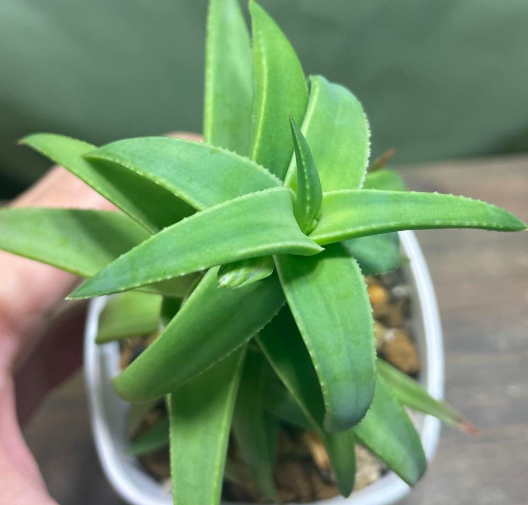 Aloloba Tyson 15 Pieces Seeds