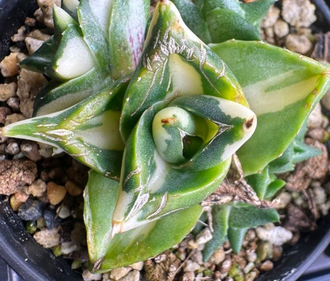 Agave pumila variegata 10 Pieces Seeds