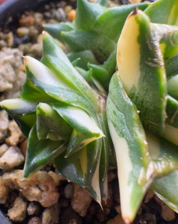 Agave pumila variegata 10 Pieces Seeds