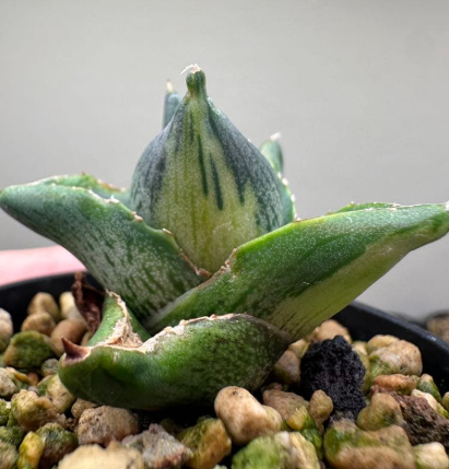 Agave pumila variegata 10 Pieces Seeds