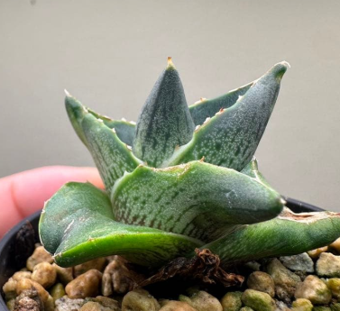 Agave pumila variegata 10 Pieces Seeds