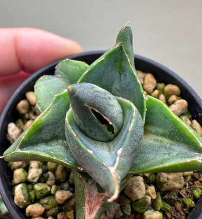 Agave pumila variegata 10 Pieces Seeds