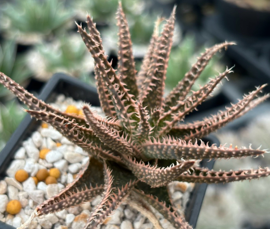 Aloe Haworthioides hybrid 20 Pieces Seeds
