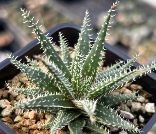 Aloe Haworthioides hybrid 20 Pieces Seeds