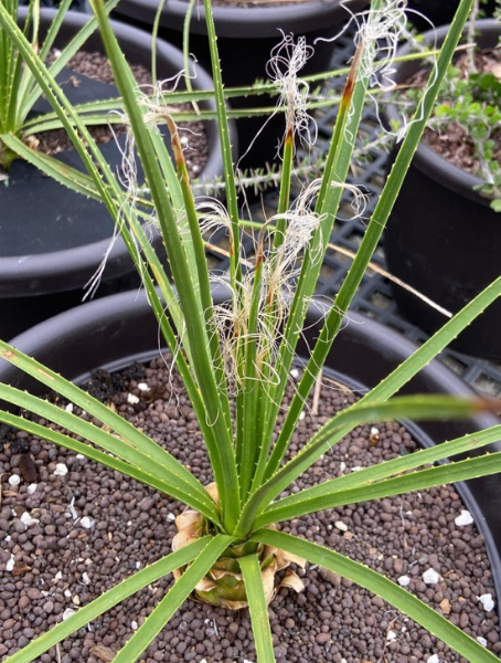 Dasylirion serratifolia 7 Pieces Seeds