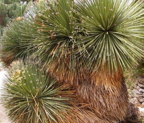 Dasylirion serratifolia 7 Pieces Seeds