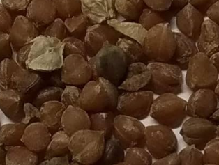 Dasylirion serratifolia 7 Pieces Seeds