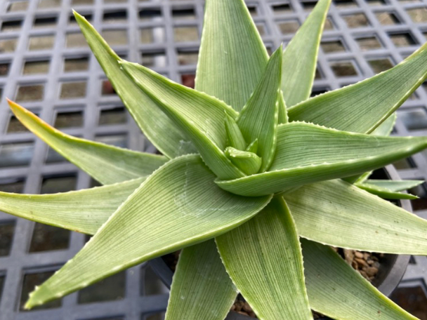 Aloe ibitiensis 20 Pieces Seeds