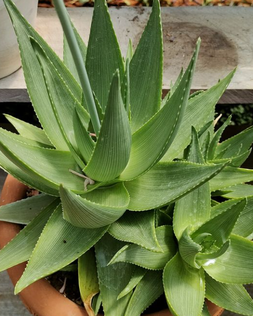 Aloe ibitiensis 20 Pieces Seeds