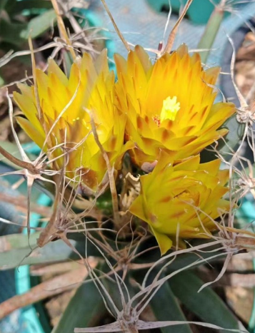 Leuchtenbergia principis 10 Pieces Seeds