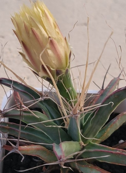 Leuchtenbergia principis 10 Pieces Seeds