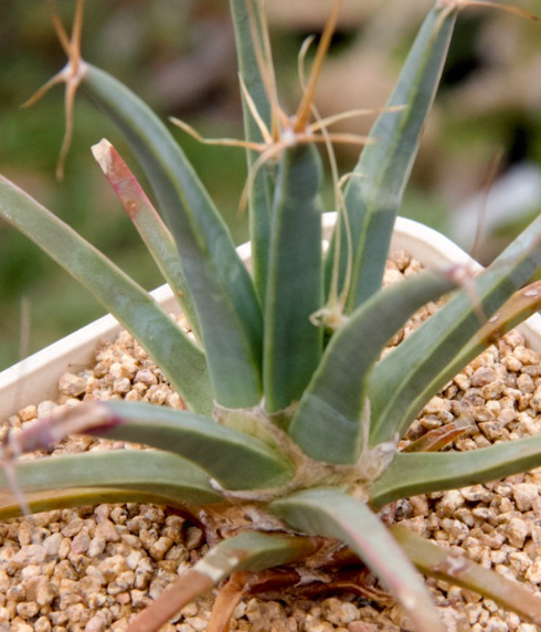 Leuchtenbergia principis 10 Pieces Seeds