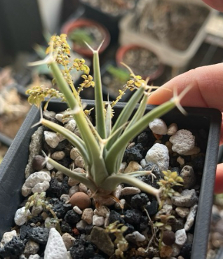 Leuchtenbergia principis 10 Pieces Seeds