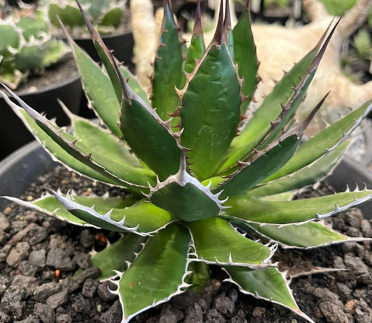 Agave horrida 10 Pieces Seeds