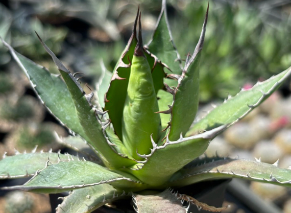 Agave horrida 10 Pieces Seeds
