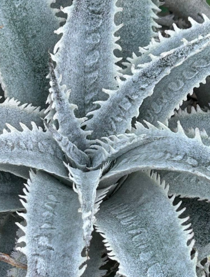 Dyckia marnier-lapostollei 20 Pieces Seeds