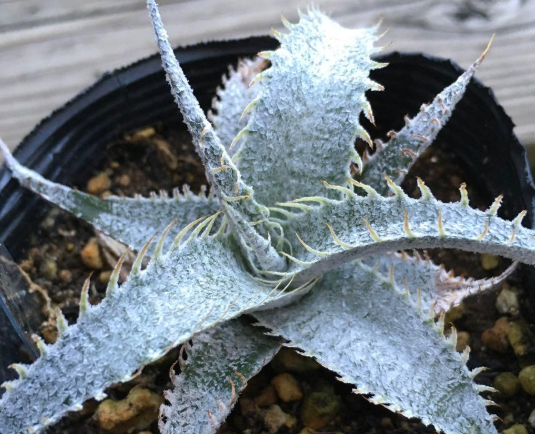 Dyckia marnier-lapostollei 20 Pieces Seeds
