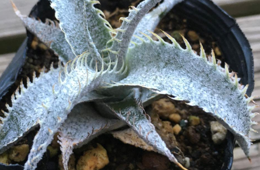 Dyckia marnier-lapostollei 20 Pieces Seeds
