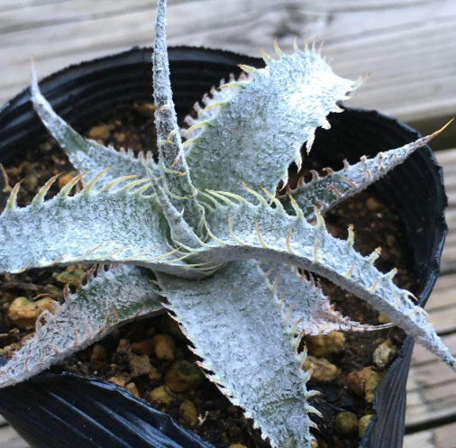 Dyckia marnier-lapostollei 20 Pieces Seeds