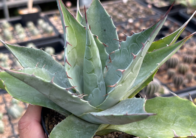 Agave parrasana 10 Pieces Seeds