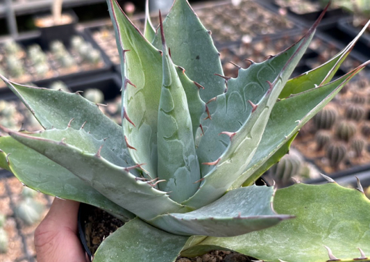 Agave parrasana 10 Pieces Seeds