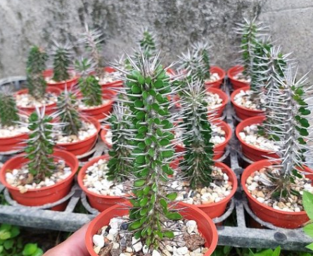 Alluaudia montagnacii 15 Pieces Seeds